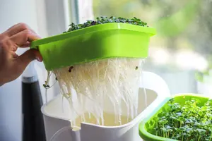 Growing herbs hydroponically in the house is simple. Here is a great guide on building and managing your own indoor hydroponic herb garden.