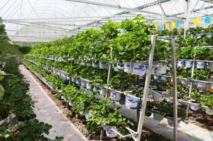 All plants require sunlight don't they? Do hydroponic plants need sunlight? How do they get sunlight if they are grown indoors? Read here for all the answers!