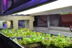 When setting up a grow room there are a number of variables to consider. Follow this step by step guide on setting up a grow room for the best results.