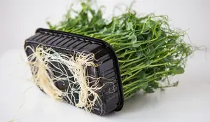 Microgreens are seedlings cut before their first true leaves, and they germinate in four or five days. What to sow, how to light them, and when to harvest.