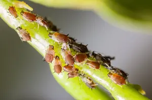 While there is a decreased risk of pest infestation with indoor hydroponics, pest control is still an important part of any successful operation.