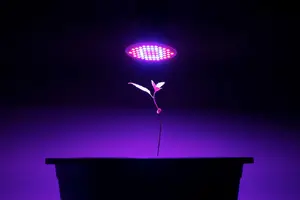 Looking to start a hydroponic setup? You'll need to consider hydroponic setup costs when deciding which configuration will work best for you.