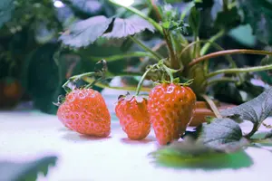 Do you want to know how to grow hydroponic strawberries? Follow this easy step-by-step guide for great results.