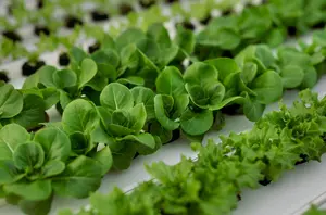 Hydroponics allows for great yields due to absorbing nutrients directly into the roots. Here are some tips to increase your yield within your hydroponic garden.
