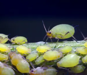 Are your plants overrun with pests? Integrated pest management is the perfect solution and avoids use of pesticides. But what is integrated pest management?