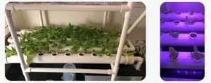 NFT runs a thin film of nutrient solution down sloped channels past bare roots. How it works, what flow rate to use, and why the pump is the weak point.