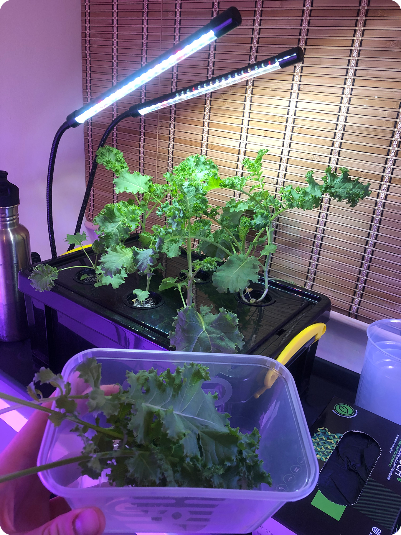 Deep Water Culture Deep Water Culture