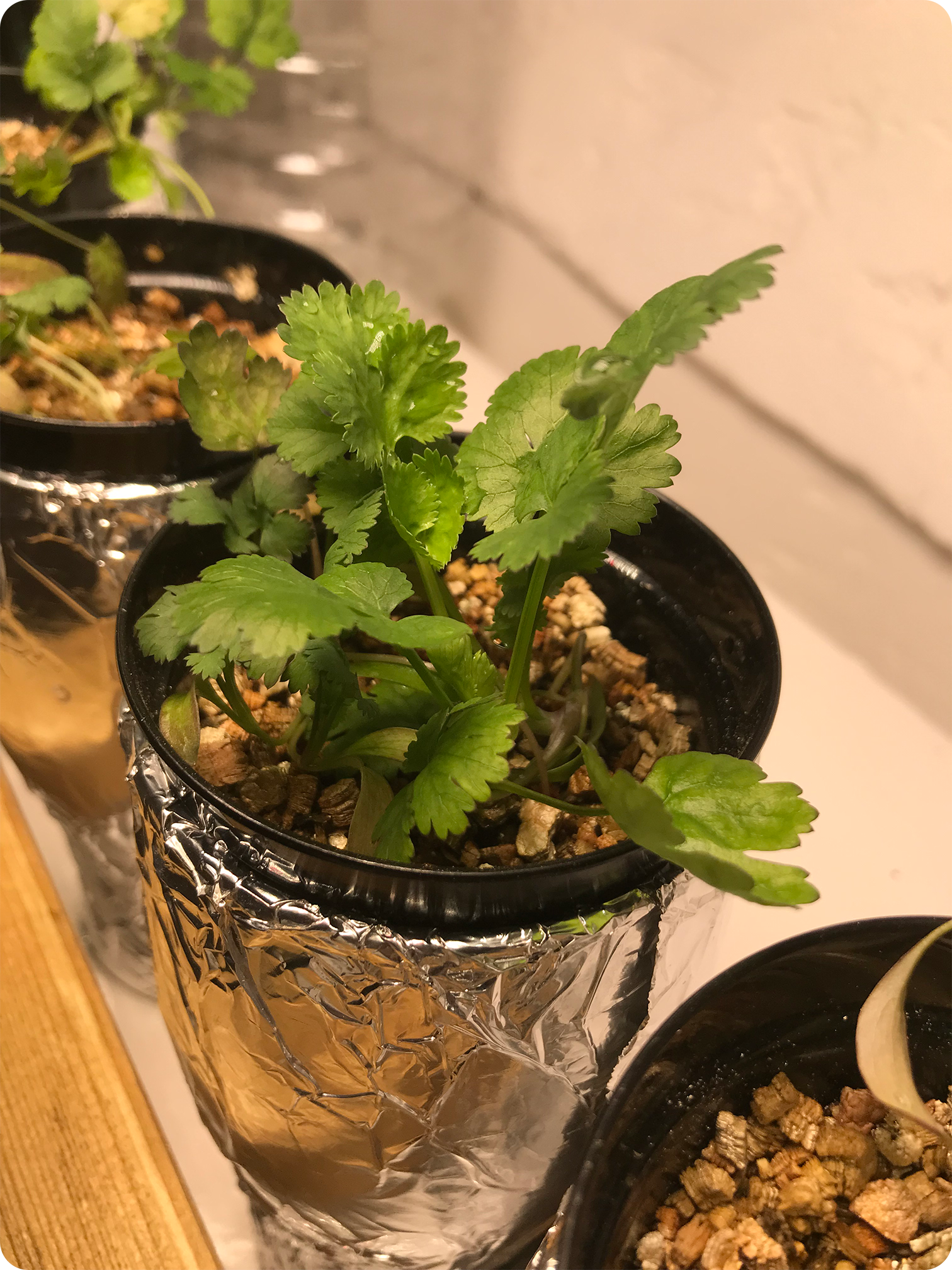 kratky method hydroponics