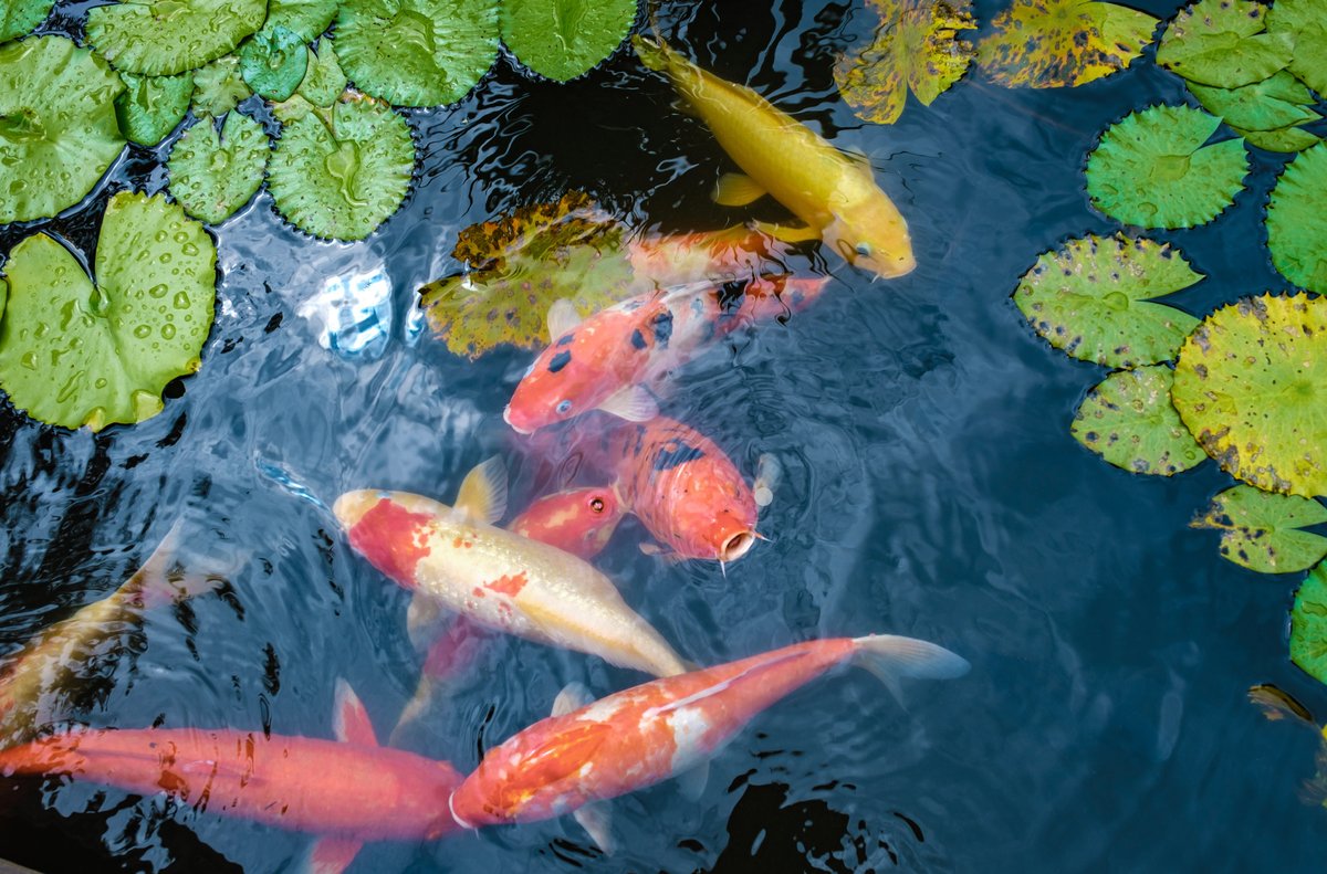 Hydroponics With a Fish Tank - Koi Hydroponics With a Fish Tank - Koi