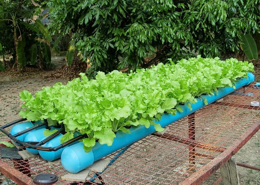 An outdoor hydroponic system growing lettuce in a garden