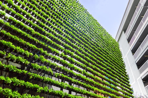 Backyard Hydroponic Garden - Green Wall Backyard Hydroponic Garden - Green Wall