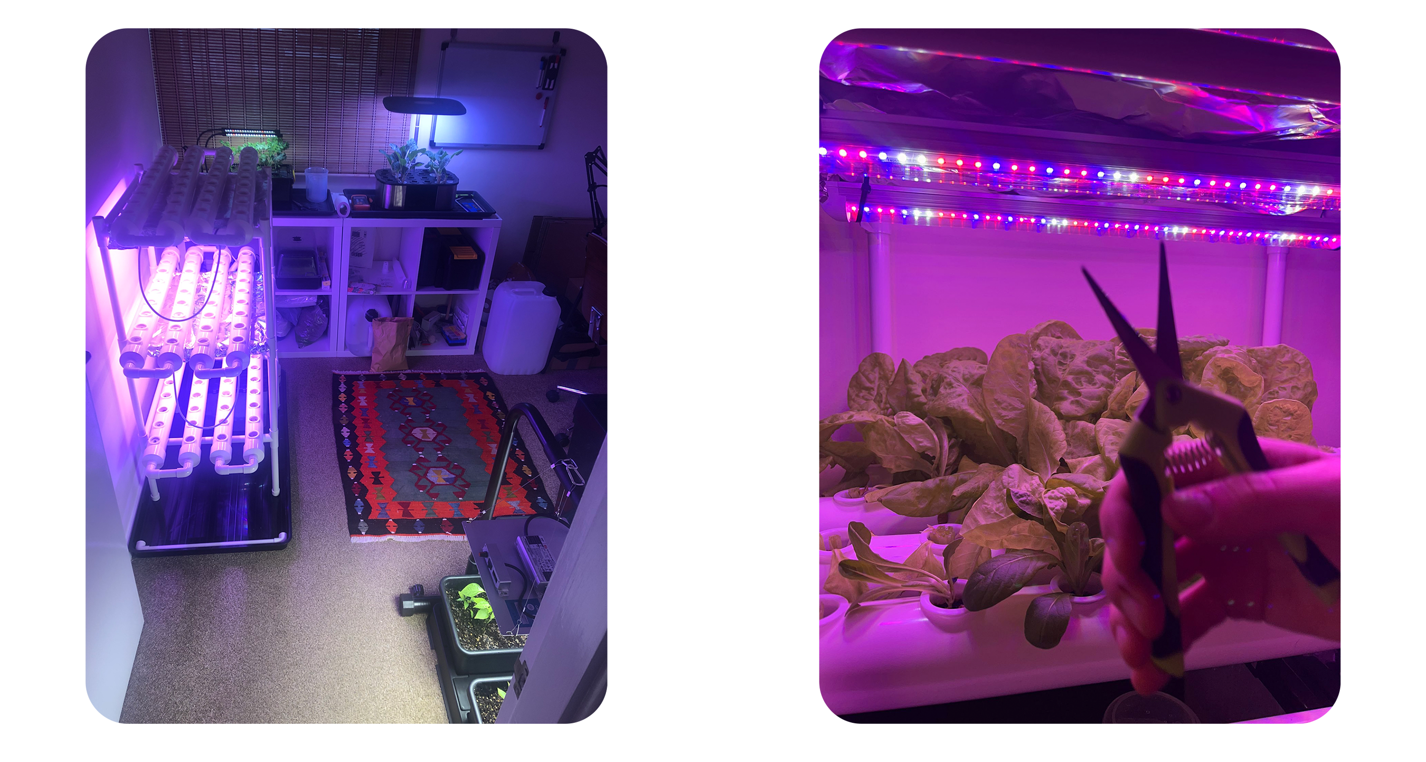 Office Lettuce System Office Lettuce System