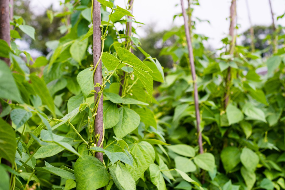 Best Vegetables for Hydroponics - Bean Pole