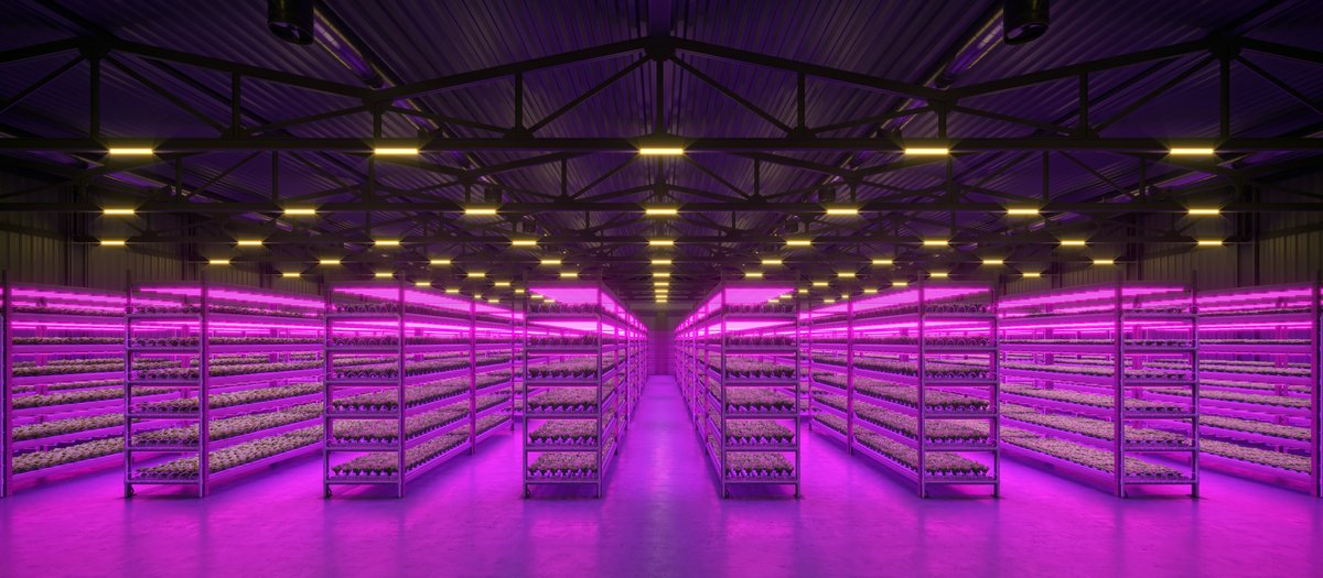 What is a Blurple Grow Light? And Why Use One?