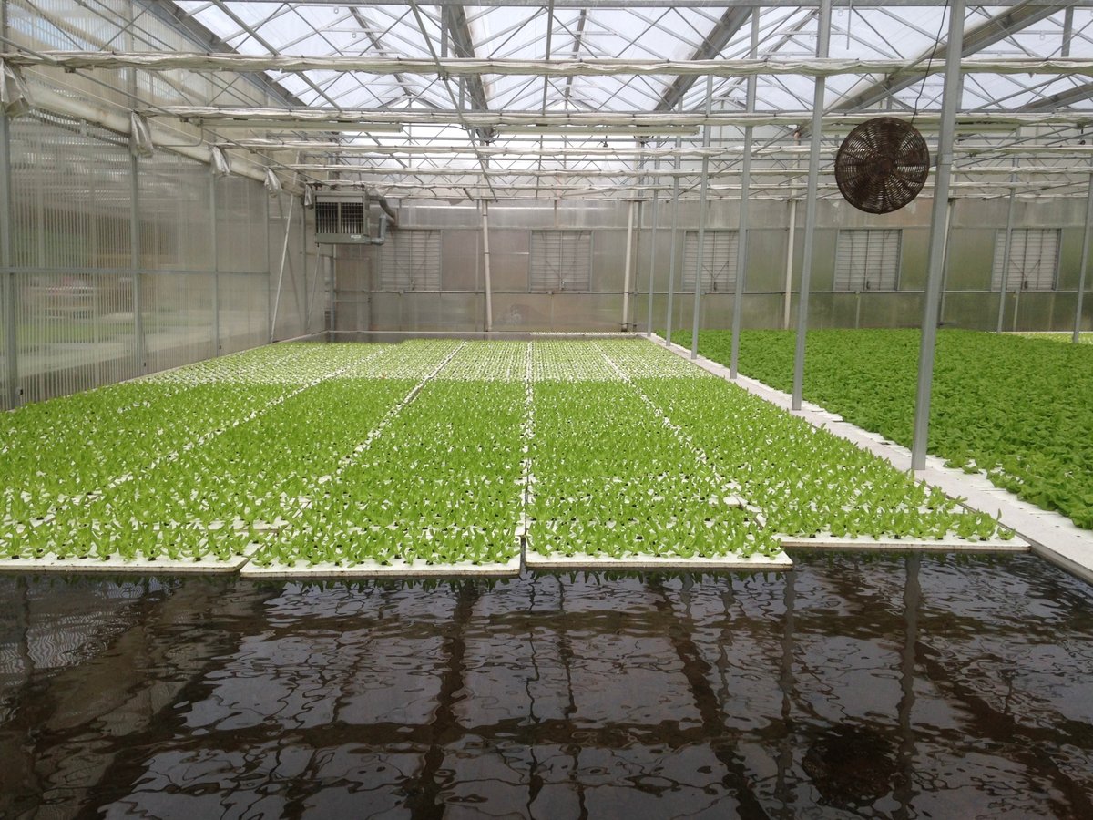 Hydroponic Water - Raft