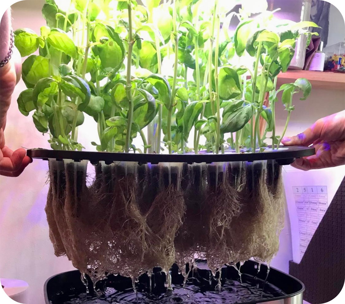 Hydroponic Basil Roots Hydroponic Basil Roots