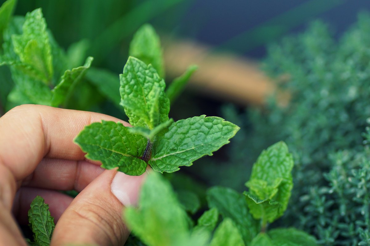 How to Clone a Mint Plant - Mint Cutting How to Clone a Mint Plant - Mint Cutting