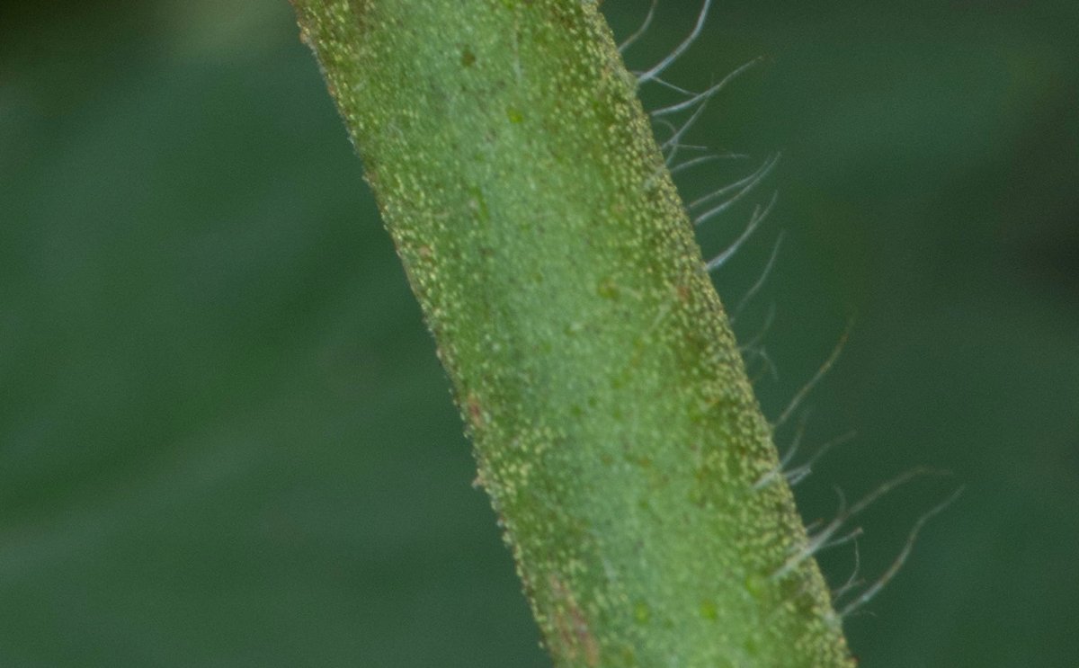 Cloning a Tomato Plant - Stem