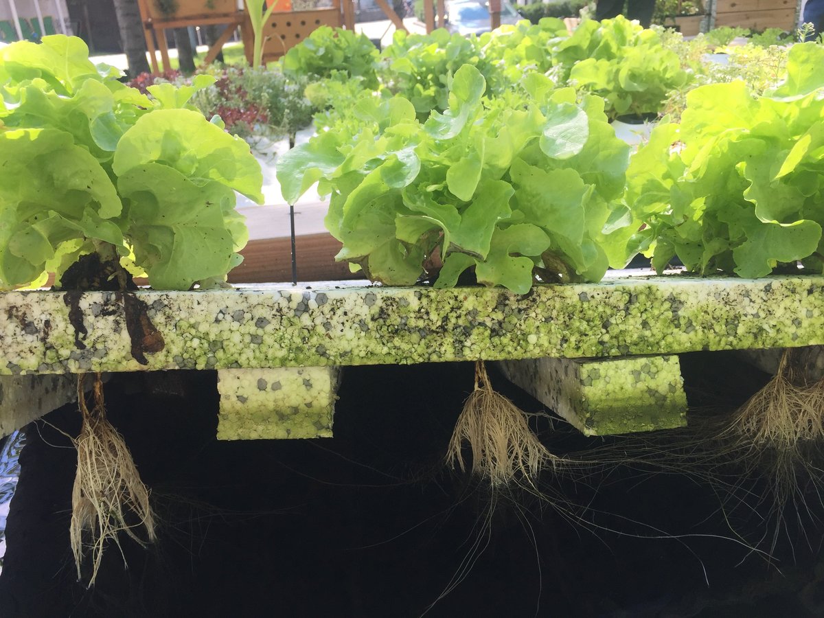 Hydroponics basics - lettuce roots hanging into the water below a deep water culture raft