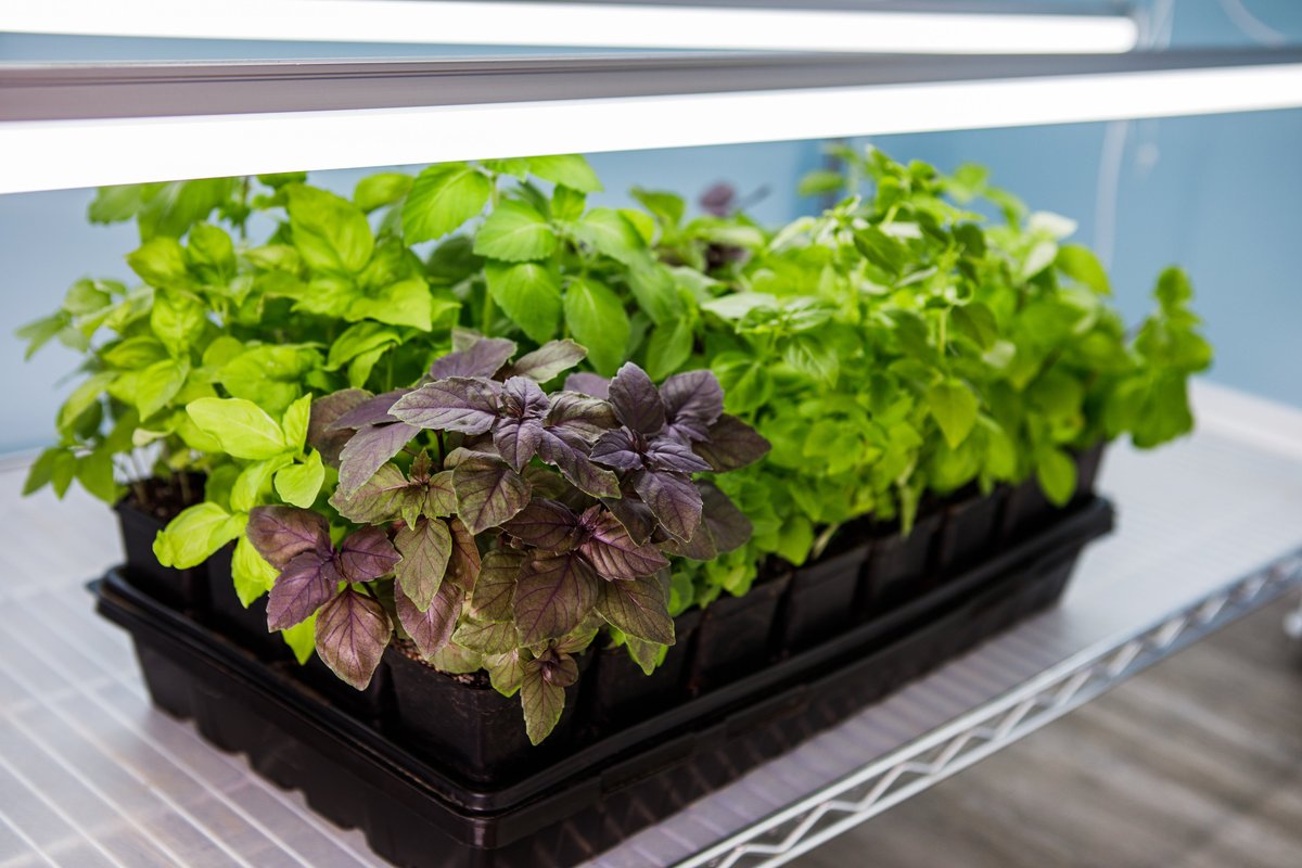 DIY Grow Light Shelves - Close-Up DIY Grow Light Shelves - Close-Up