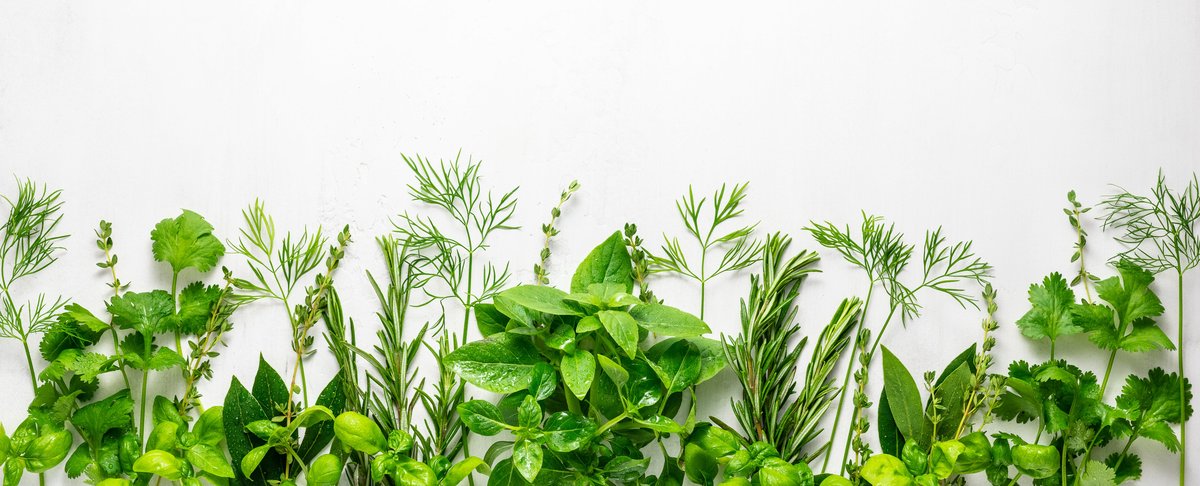 Indoor Hydroponic Herb Garden - Herbs Indoor Hydroponic Herb Garden - Herbs
