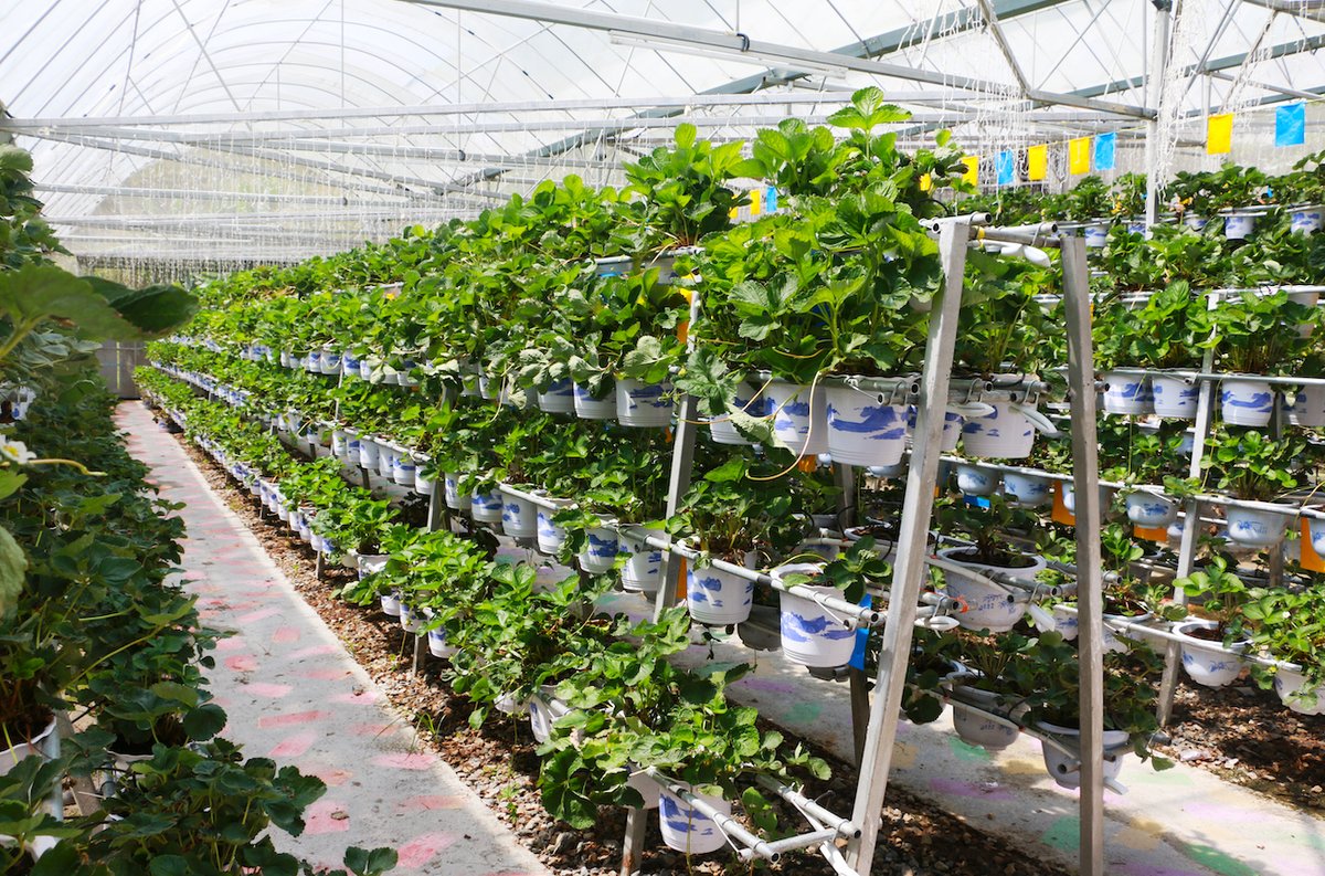 Do Hydroponic Plants Need Sunlight?