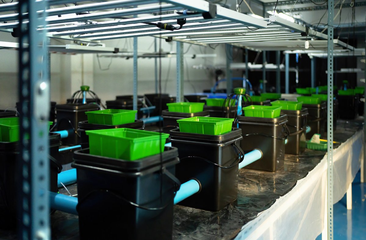 Dutch bucket hydroponic system in use