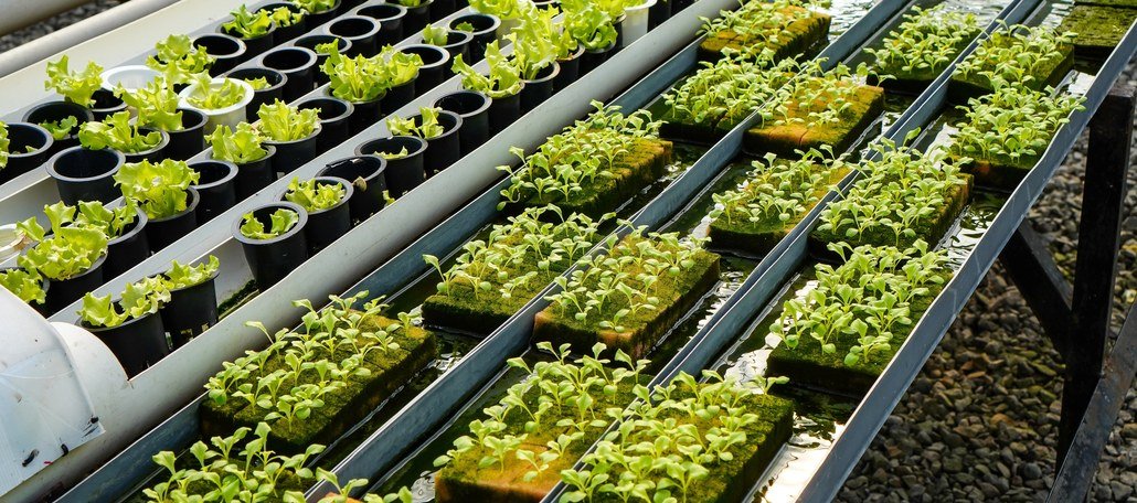 Hydroponic systems - NFT lettuce channels