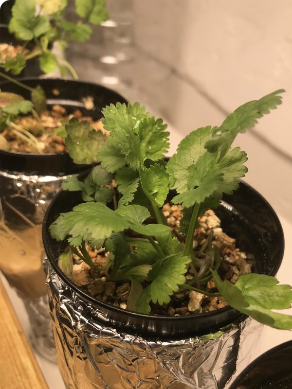 Coriander growing in a foil-wrapped Kratky pot
