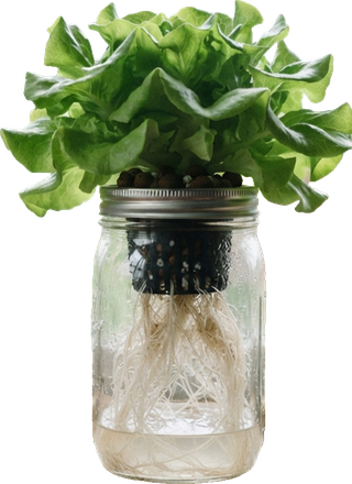 A Kratky jar of lettuce. Read the Kratky method guide