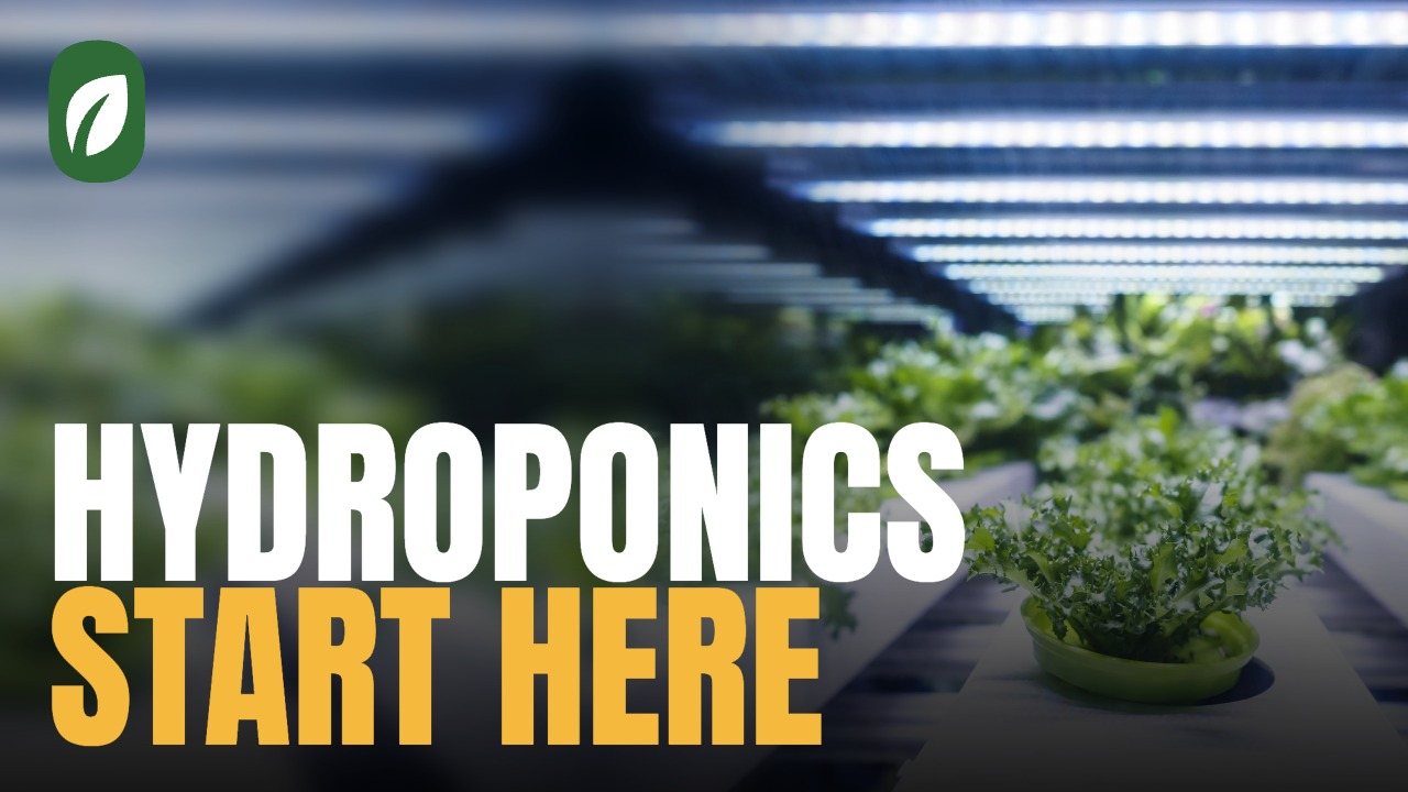 Hydroponics for beginners, video thumbnail