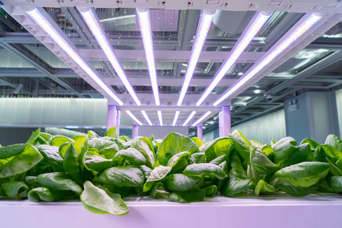 Grow Light Height Above Plants