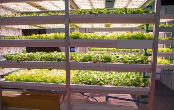 Salad leaves growing under lights on a shelf rack in a spare room