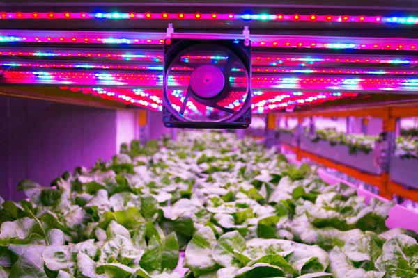 Air Exchange: Intake and Exhaust Fans for Grow Tents