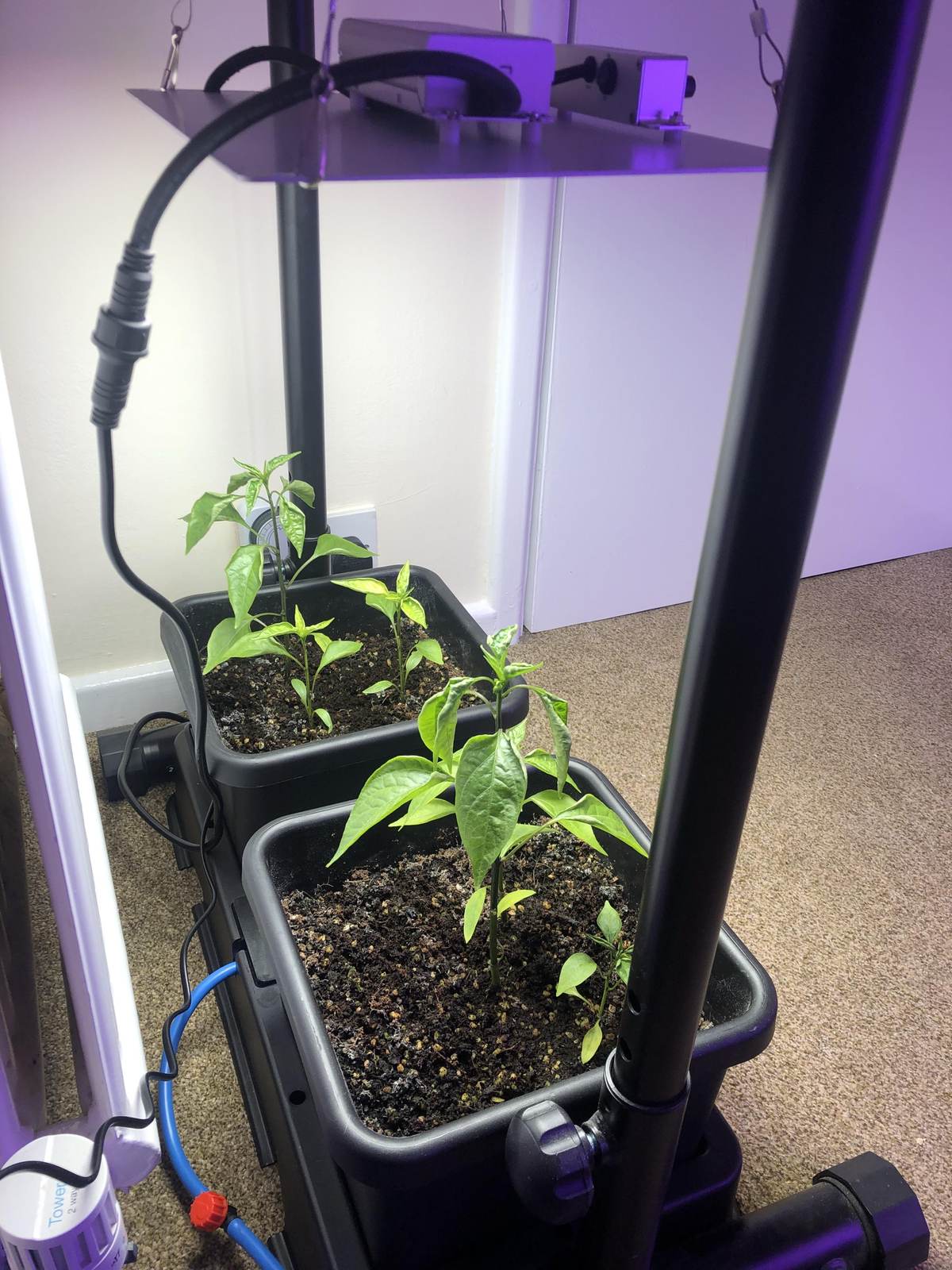Young chilli plants in an AutoPot system under a grow light