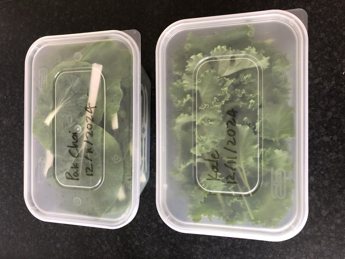 Harvested pak choi and kale in two labelled tubs