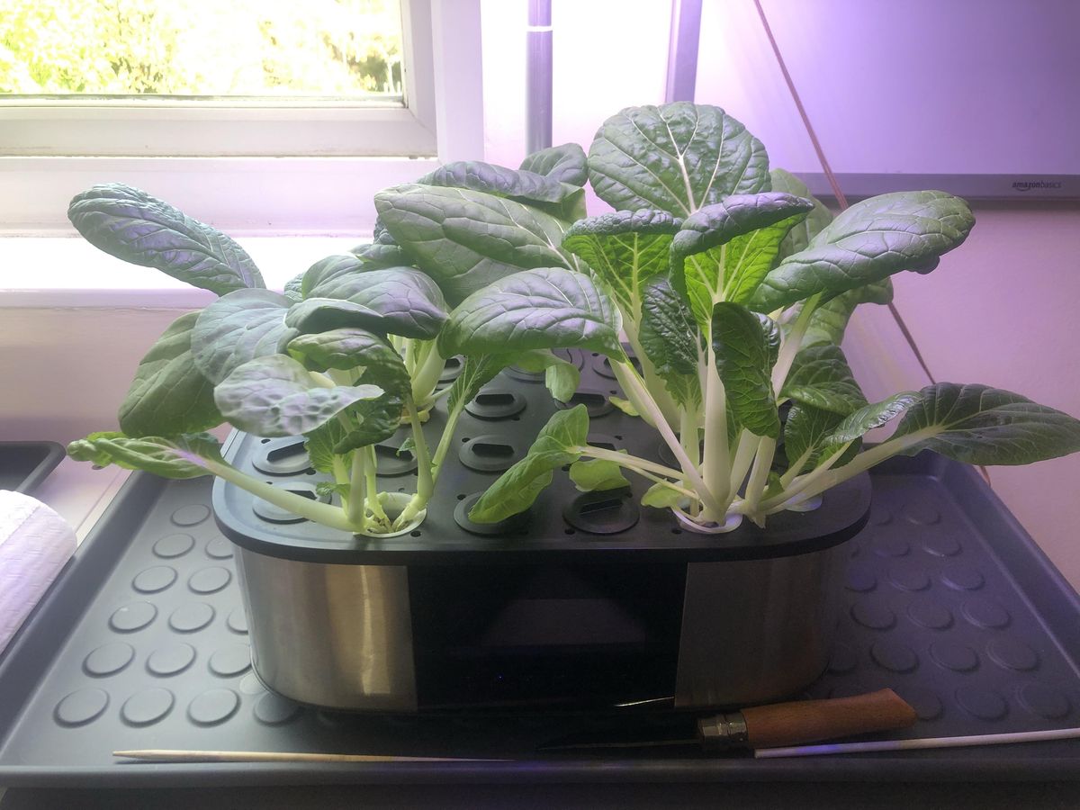 Pak choi growing in a LetPot, with only some of its pods planted