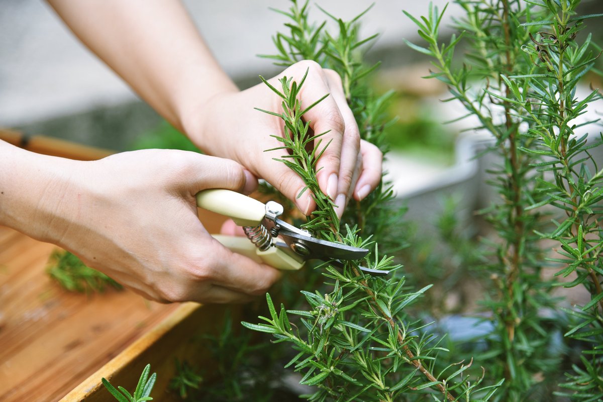 How to Clone a Plant - Shears How to Clone a Plant - Shears
