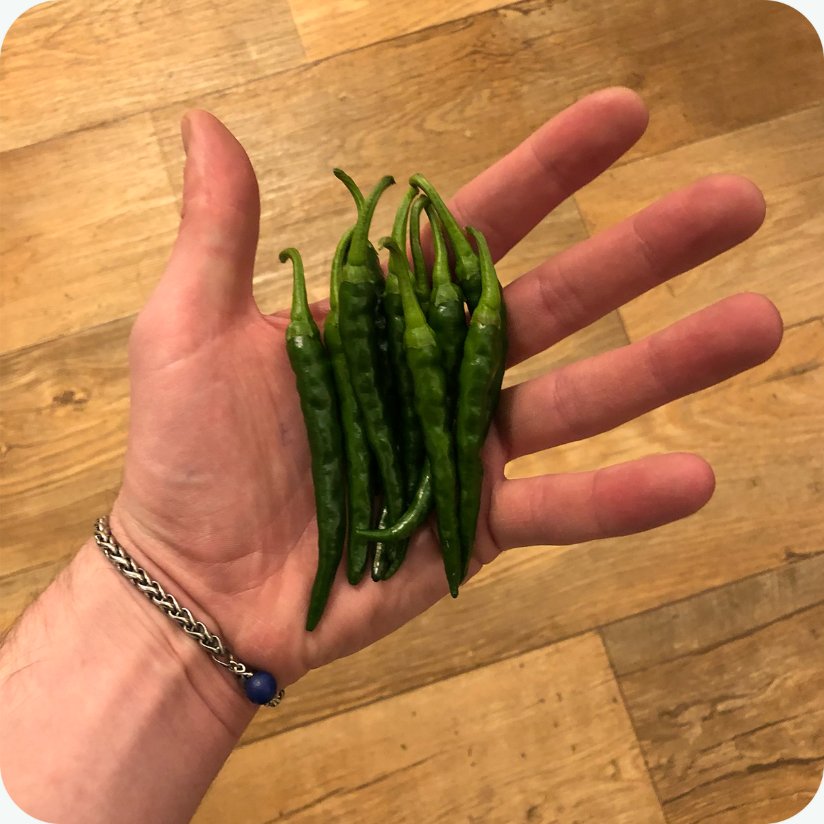 Hydroponic Chillies Hydroponic Chillies