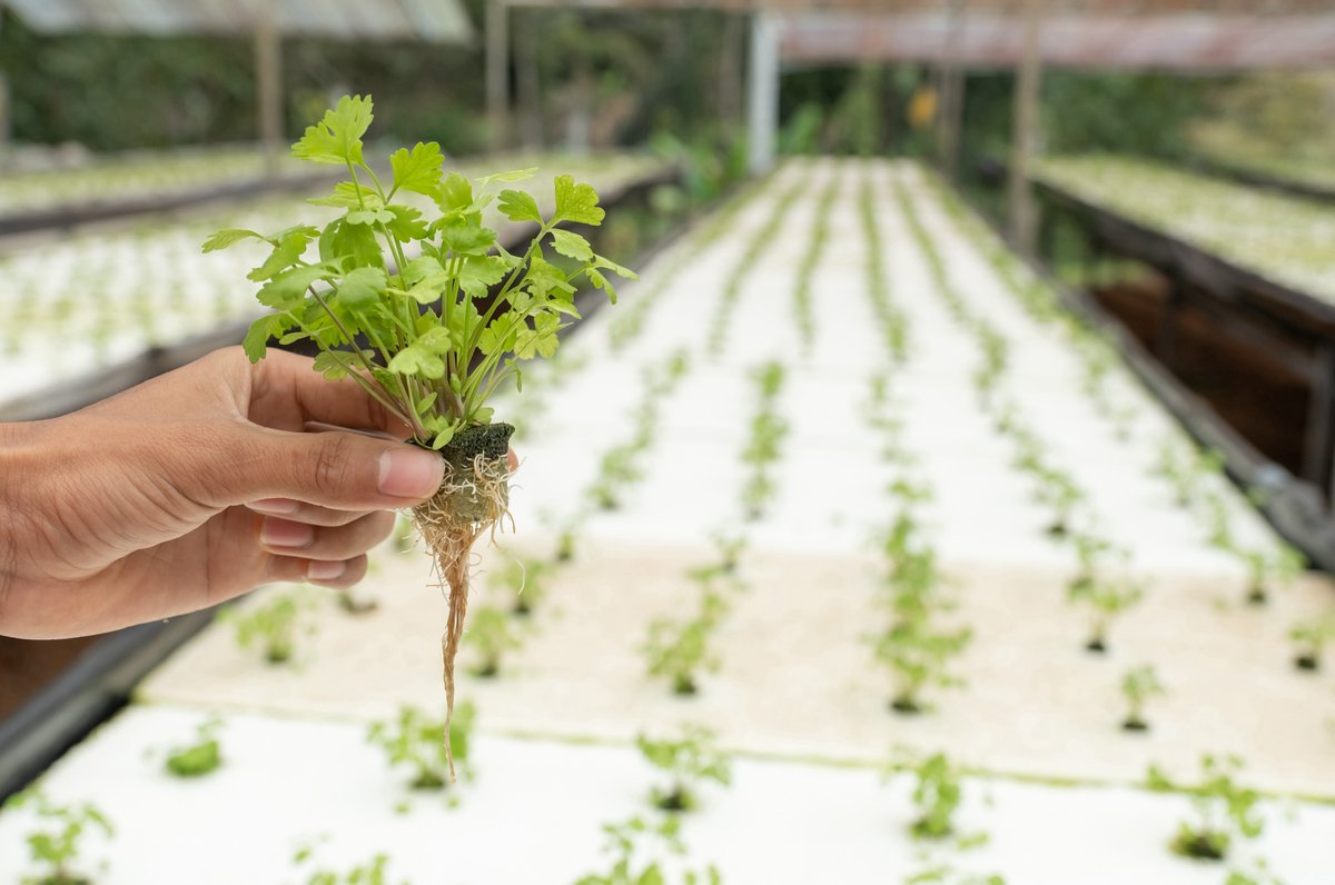 Coriander - Hydroponic Coriander Coriander - Hydroponic Coriander