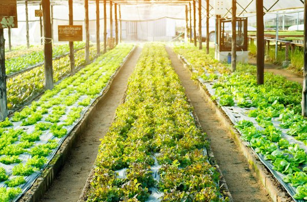 Hydroponic Crop Selection - Crop Hydroponic Crop Selection - Crop