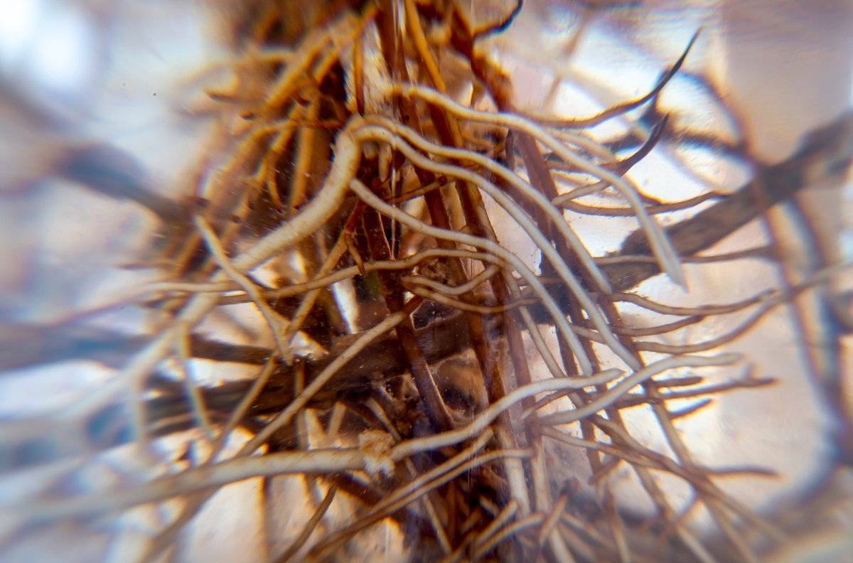 Disease Management in Hydroponics - Roots Disease Management in Hydroponics - Roots