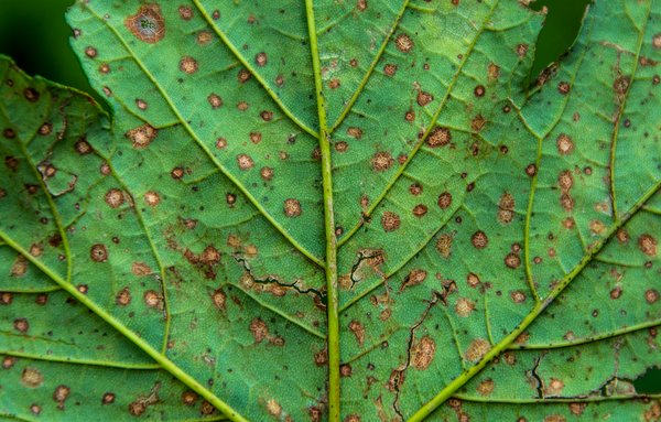 Disease Management in Hydroponics