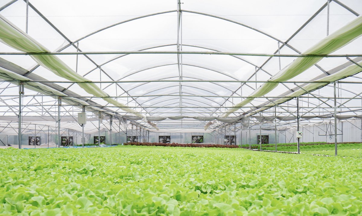 The Hydroponic Greenhouse - Hydroponics Using Sunlight
