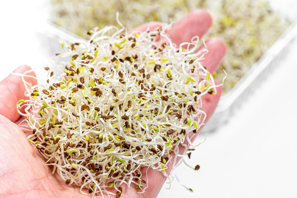 Hydroponic Herb Garden Kit - Microgreens Hydroponic Herb Garden Kit - Microgreens