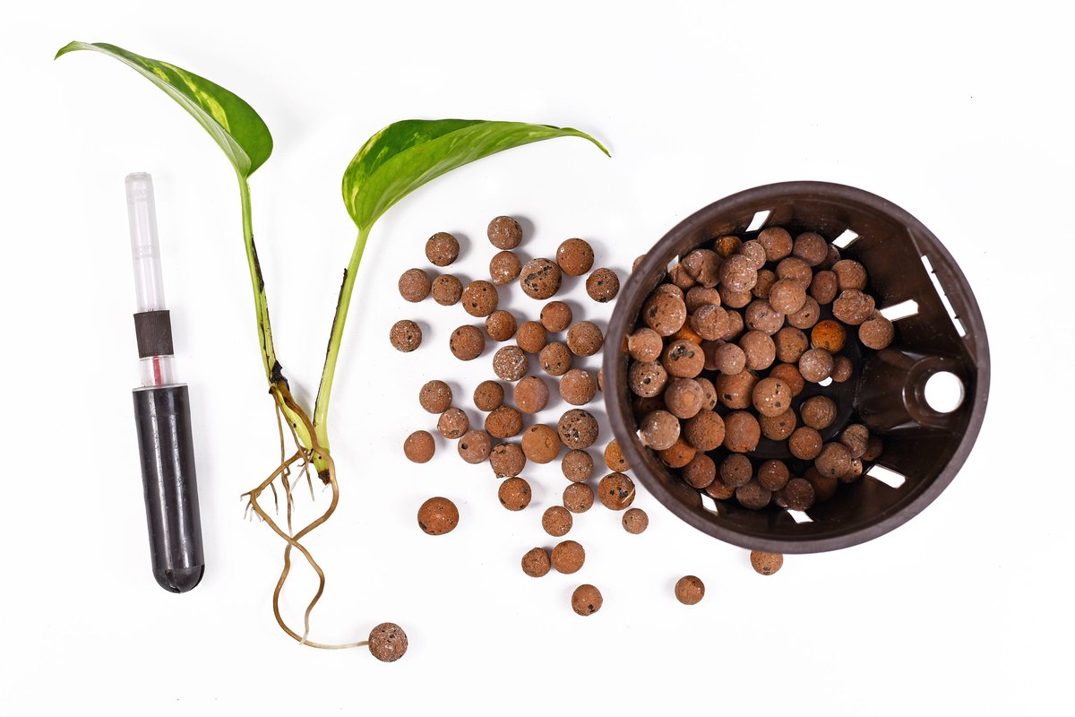 Hydroponic Houseplants - Kit 2