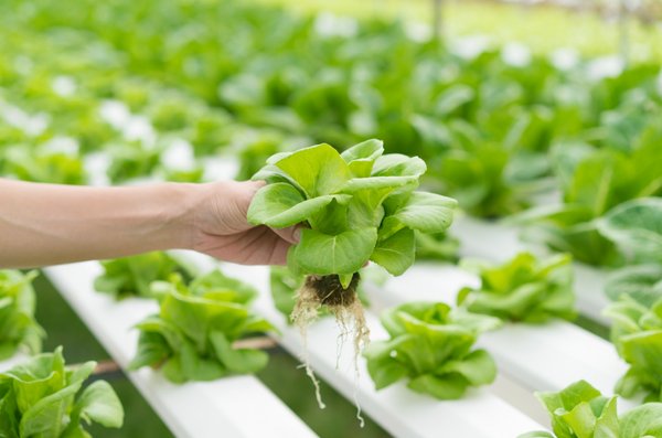 Hydroponic leafy greens growing in an NFT channel Hydroponic leafy greens growing in an NFT channel