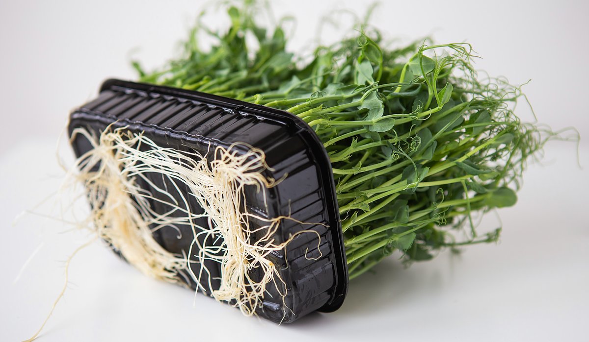 Hydroponic microgreens with their roots grown in a tray