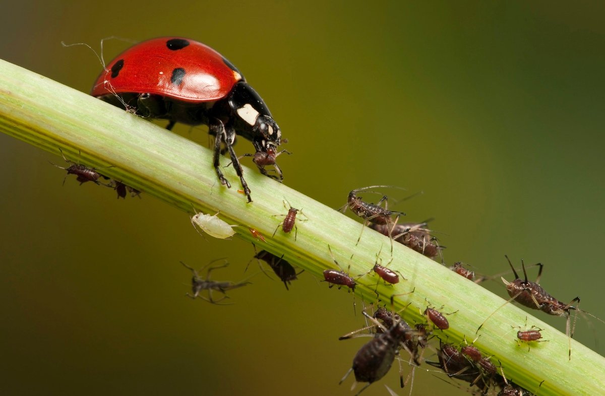 Pest Control - Ladybird Pest Control - Ladybird