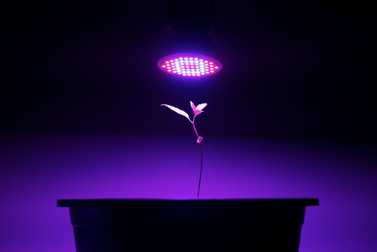 Hydroponic setup costs - seedling under a grow light